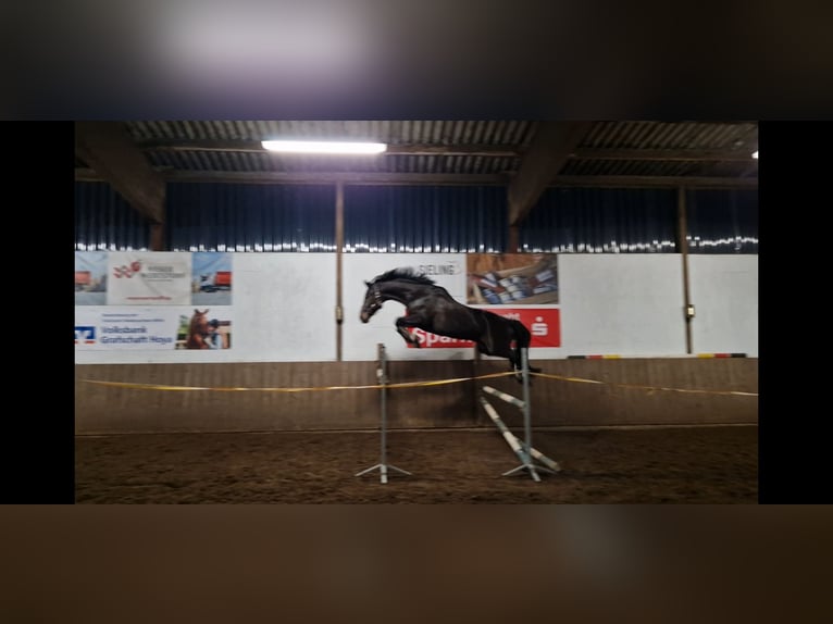 Oldenburger Springpaard Ruin 12 Jaar 166 cm Zwartbruin in Syke