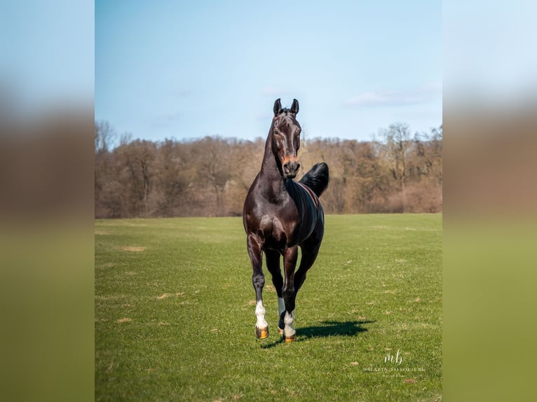 Oldenburger Springpaard Ruin 12 Jaar 166 cm Zwartbruin in Syke
