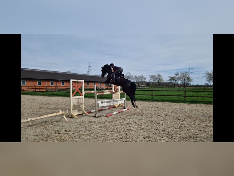 Oldenburger Springpaard Ruin 12 Jaar 166 cm Zwartbruin in Syke