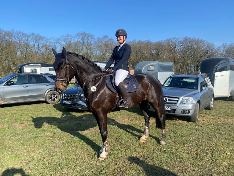 Oldenburger Springpaard Ruin 12 Jaar 166 cm Zwartbruin in Syke
