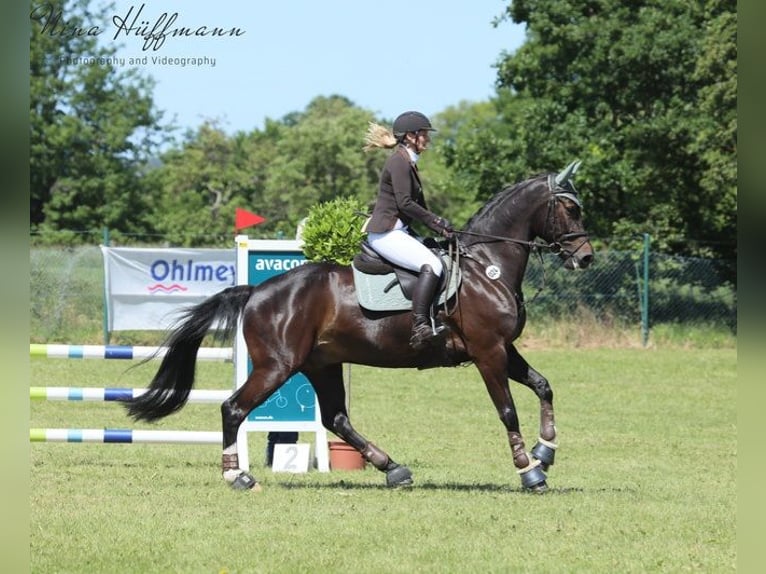 Oldenburger Springpaard Ruin 12 Jaar 166 cm Zwartbruin in Syke