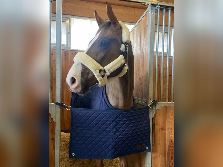 Oldenburger Springpaard Ruin 12 Jaar 168 cm Donkere-vos in Wien