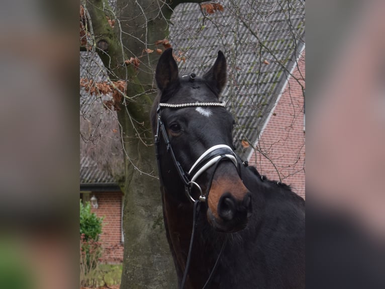 Oldenburger Springpaard Ruin 12 Jaar 168 cm Zwartbruin in Fredenbeck