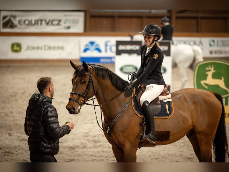 Oldenburger Springpaard Ruin 12 Jaar 170 cm Bruin in Prag