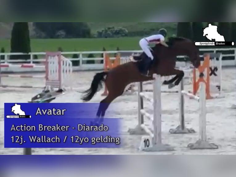 Oldenburger Springpaard Ruin 12 Jaar 174 cm Bruin in Gadow