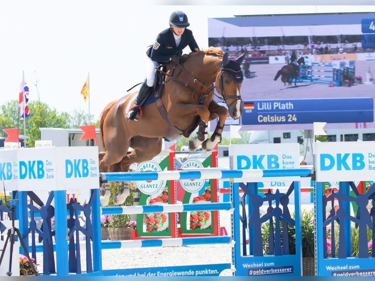 Oldenburger Springpaard Ruin 12 Jaar 174 cm Vos in Insel Poel