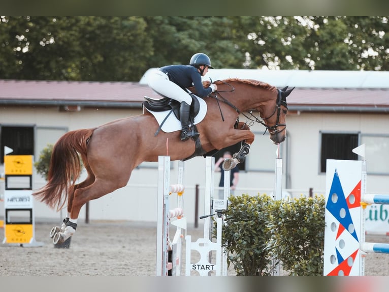 Oldenburger Springpaard Ruin 12 Jaar 174 cm Vos in Insel Poel