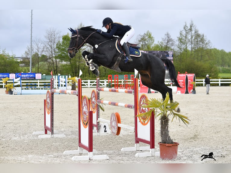 Oldenburger Springpaard Ruin 12 Jaar 177 cm Zwart in Altusried