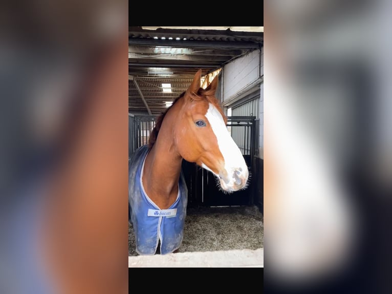 Oldenburger Springpaard Ruin 12 Jaar 180 cm Vos in WillicH