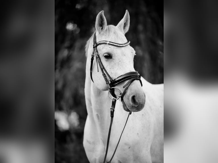 Oldenburger Springpaard Ruin 13 Jaar 163 cm Schimmel in Niederneukirchen