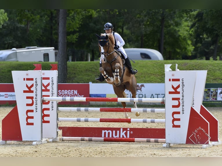 Oldenburger Springpaard Ruin 13 Jaar 165 cm Vos in Zorneding