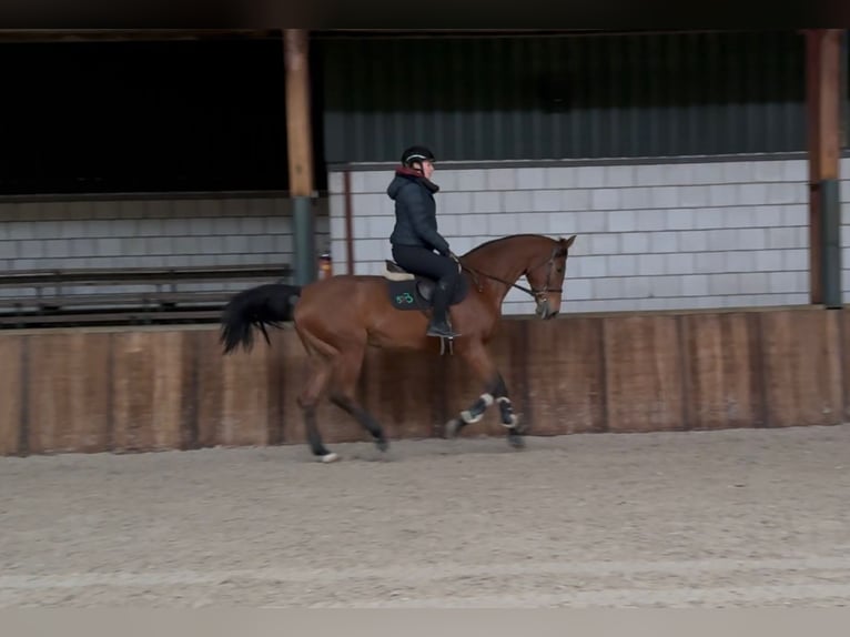 Oldenburger Springpaard Ruin 13 Jaar 166 cm Donkere-vos in Paris 17