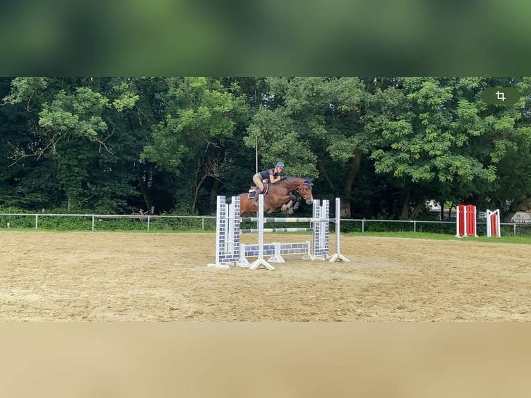 Oldenburger Springpaard Ruin 13 Jaar 168 cm Bruin in Castrop-Rauxel