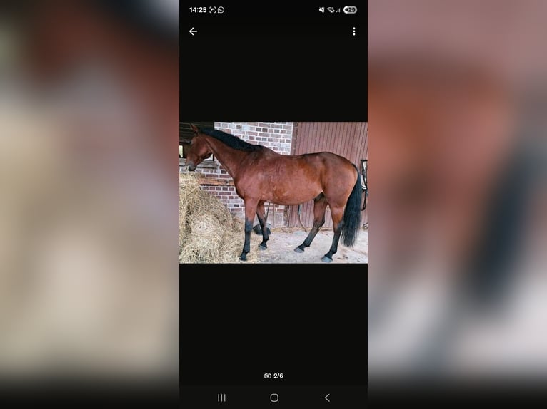 Oldenburger Springpaard Ruin 13 Jaar 170 cm Bruin in Betzenweiler