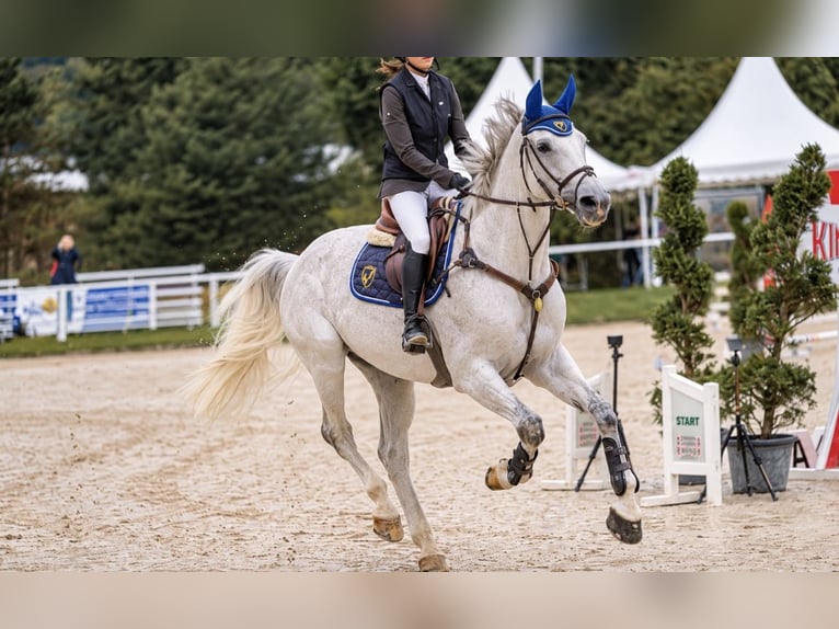 Oldenburger Springpaard Ruin 13 Jaar 170 cm Schimmel in Nettetal