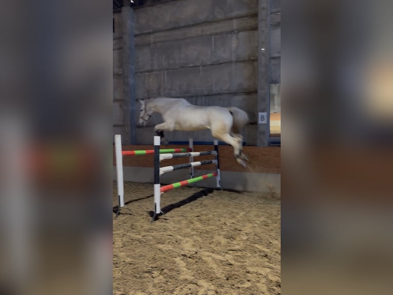 Oldenburger Springpaard Ruin 13 Jaar 170 cm Schimmel in Radeburg