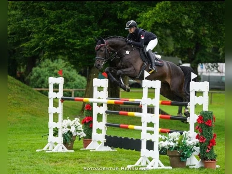 Oldenburger Springpaard Ruin 13 Jaar 170 cm Zwart in W&#xE4;chtersbach