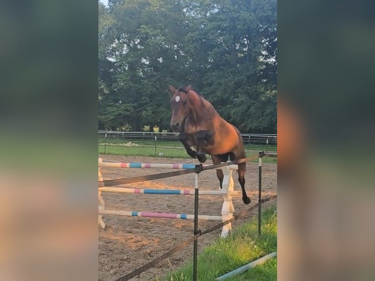 Oldenburger Springpaard Ruin 13 Jaar 172 cm Bruin in Edewecht