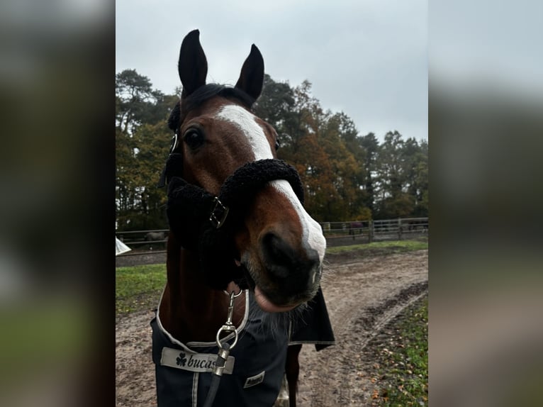 Oldenburger Springpaard Ruin 13 Jaar 173 cm Bruin in Celle