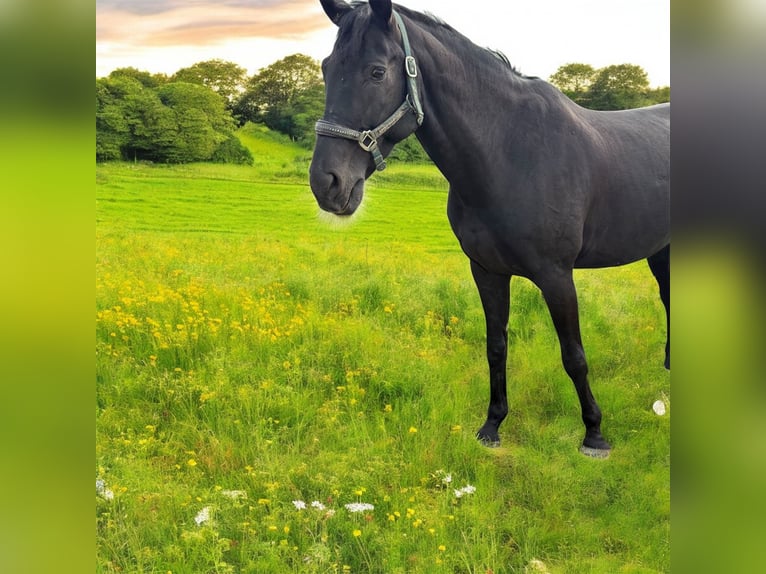 Oldenburger Springpaard Ruin 13 Jaar 175 cm Zwartbruin in Nienstädt Liekwegen Oldenburger Springpaard Ruin 13 Jaar 175 cm Zwartbruin in Nienstädt Liekwegen