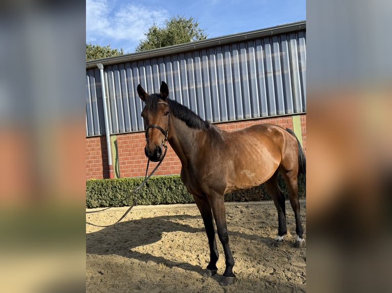 Oldenburger Springpaard Ruin 13 Jaar 178 cm Donkerbruin in WeezeWeeze