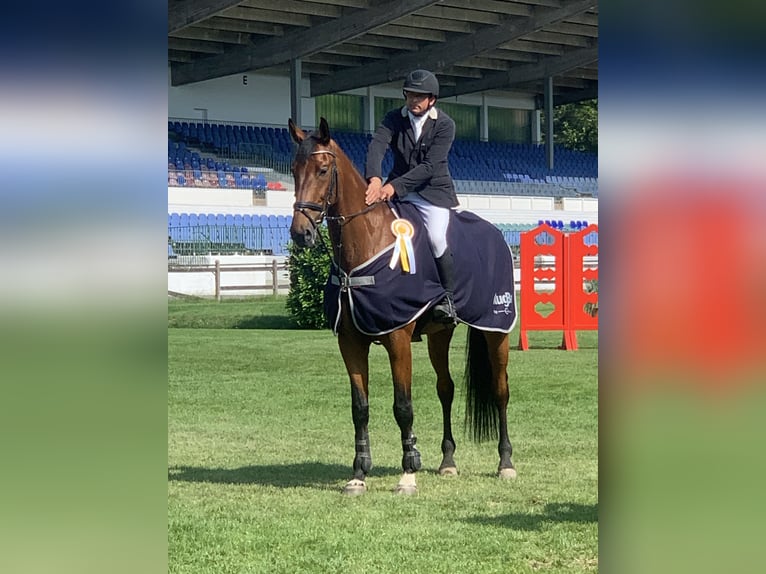 Oldenburger Springpaard Ruin 13 Jaar 180 cm Bruin in Tangstedt