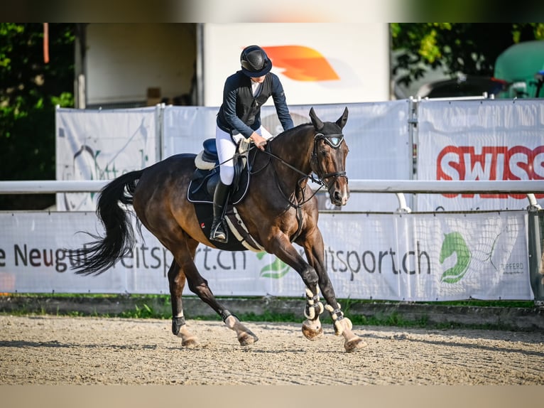 Oldenburger Springpaard Ruin 13 Jaar 180 cm Donkerbruin in Gossau SG 2