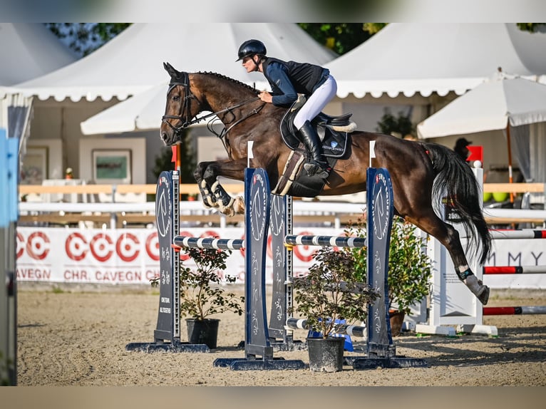 Oldenburger Springpaard Ruin 13 Jaar 180 cm Donkerbruin in Gossau SG 2