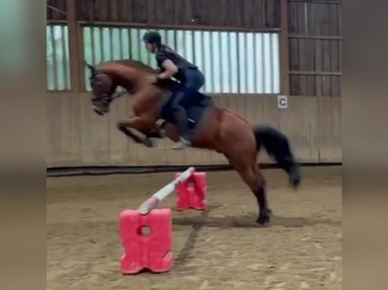 Oldenburger Springpaard Ruin 14 Jaar 163 cm Bruin in Hohenbrunn