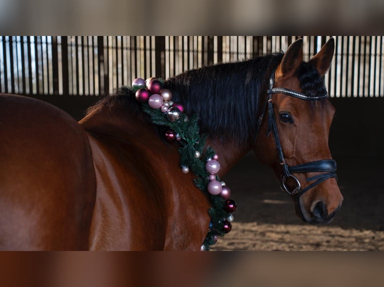 Oldenburger Springpaard Ruin 14 Jaar 163 cm Bruin in Hohenbrunn