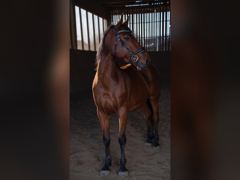 Oldenburger Springpaard Ruin 14 Jaar 163 cm Bruin in Hohenbrunn