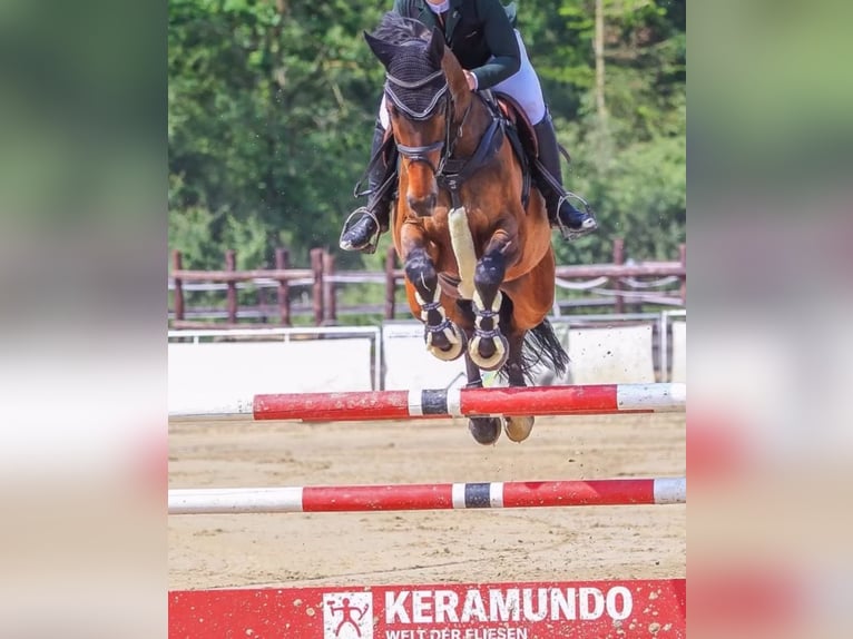 Oldenburger Springpaard Ruin 14 Jaar 170 cm Donkerbruin in Alfter