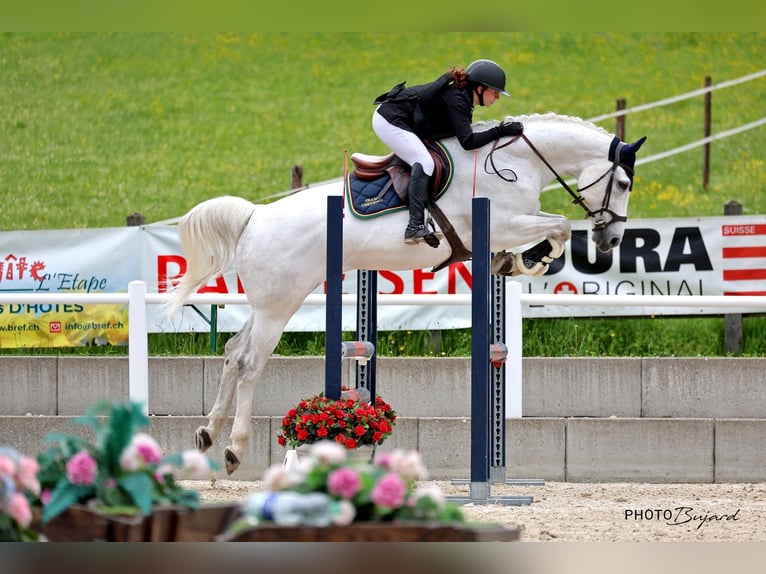 Oldenburger Springpaard Ruin 14 Jaar 170 cm Schimmel in Porrentruy