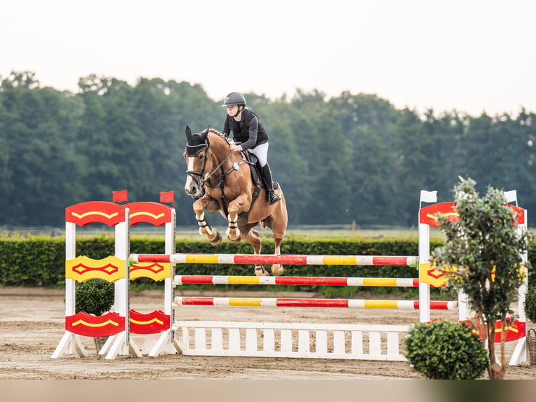 Oldenburger Springpaard Ruin 14 Jaar 170 cm Vos in Neustadt (Dosse)