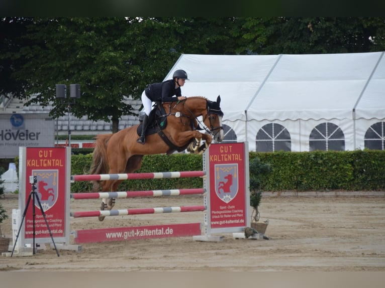 Oldenburger Springpaard Ruin 14 Jaar 170 cm Vos in Neustadt (Dosse)
