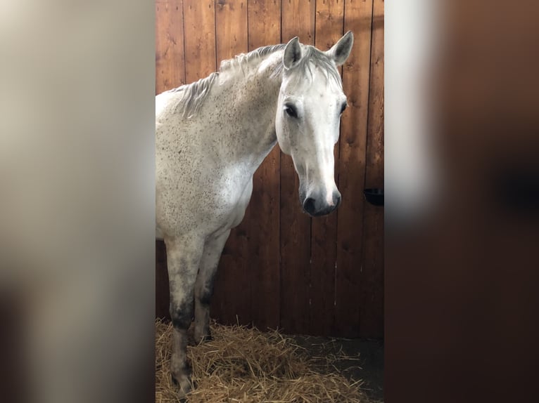 Oldenburger Springpaard Ruin 14 Jaar 172 cm Schimmel in Pilsting