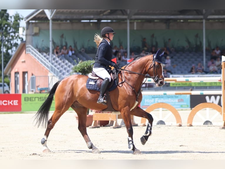Oldenburger Springpaard Ruin 14 Jaar 173 cm Bruin in Isernhagen