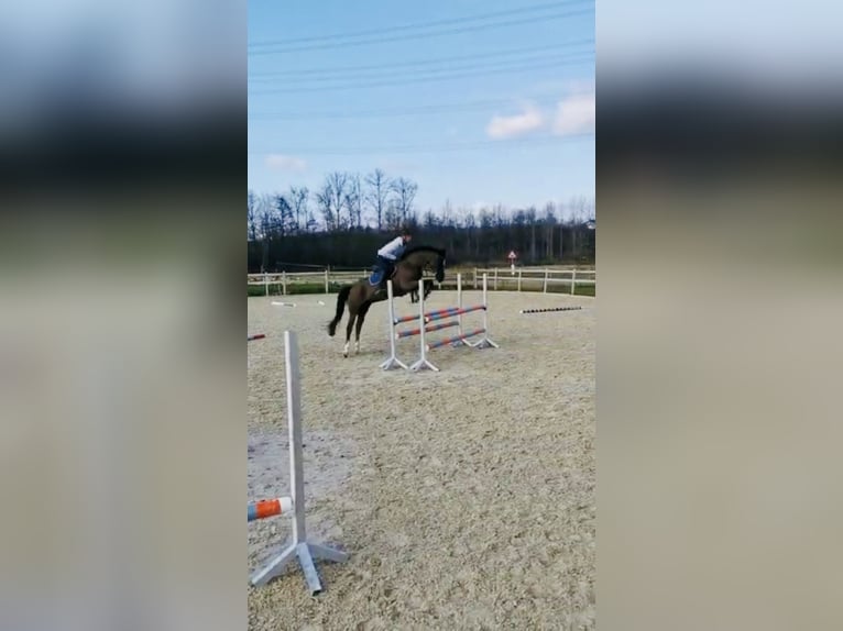 Oldenburger Springpaard Ruin 14 Jaar 173 cm Zwart in Baden-Baden