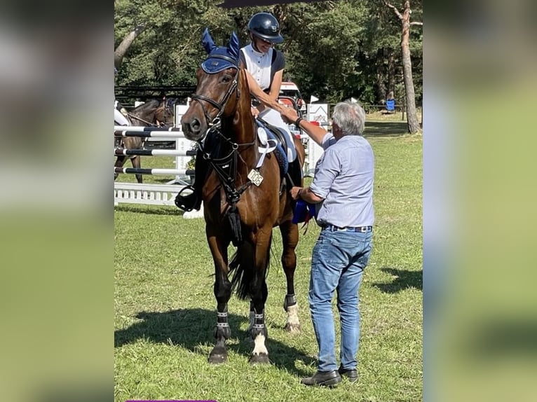 Oldenburger Springpaard Ruin 14 Jaar 176 cm Bruin in Wardenburg