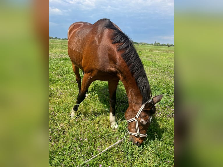 Oldenburger Springpaard Ruin 14 Jaar 179 cm Bruin in Schönwalde