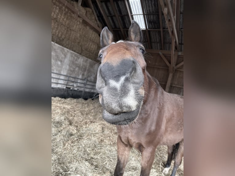 Oldenburger Springpaard Ruin 14 Jaar 189 cm Bruin in Steffenberg