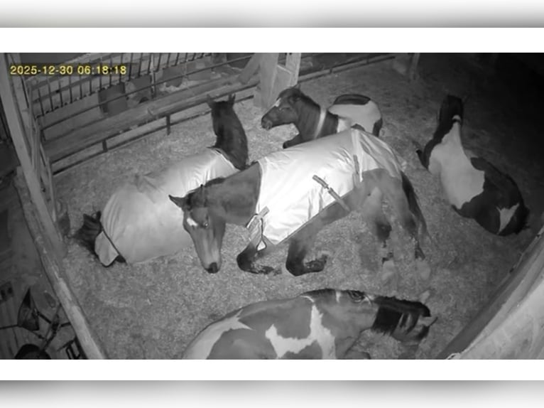 Oldenburger Springpaard Ruin 14 Jaar 189 cm Bruin in Steffenberg