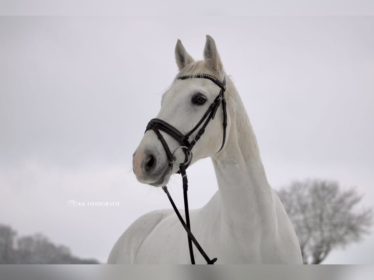 Oldenburger Springpaard Ruin 15 Jaar 164 cm Schimmel in Neustadt (Hessen)