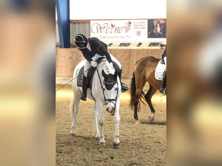 Oldenburger Springpaard Ruin 15 Jaar 164 cm Schimmel in Neustadt (Hessen)