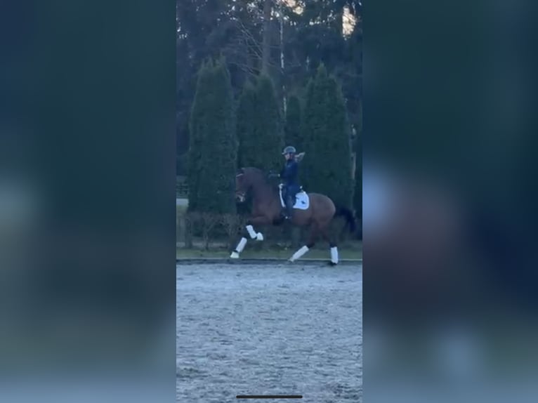 Oldenburger Springpaard Ruin 15 Jaar 170 cm Bruin in Lommedalen