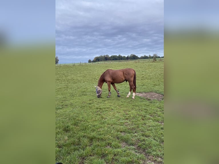 Oldenburger Springpaard Ruin 15 Jaar 170 cm Vos in Kranzberg