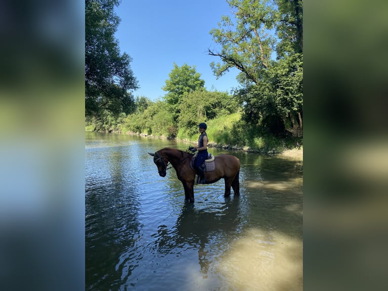 Oldenburger Springpaard Ruin 15 Jaar 170 cm Vos in Kranzberg