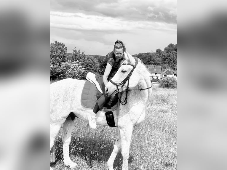 Oldenburger Springpaard Ruin 15 Jaar 173 cm Vliegenschimmel in Blankenhain