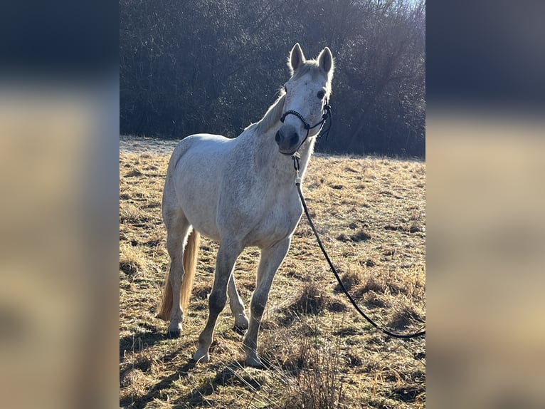 Oldenburger Springpaard Ruin 15 Jaar 173 cm Vliegenschimmel in Blankenhain