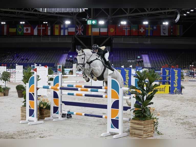 Oldenburger Springpaard Ruin 15 Jaar 174 cm Schimmel in 's-Graveland